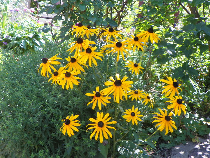 rudbeckia Goldsturm