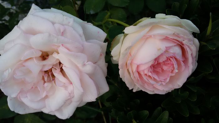 Eden  Rose - Trandafiri  2015