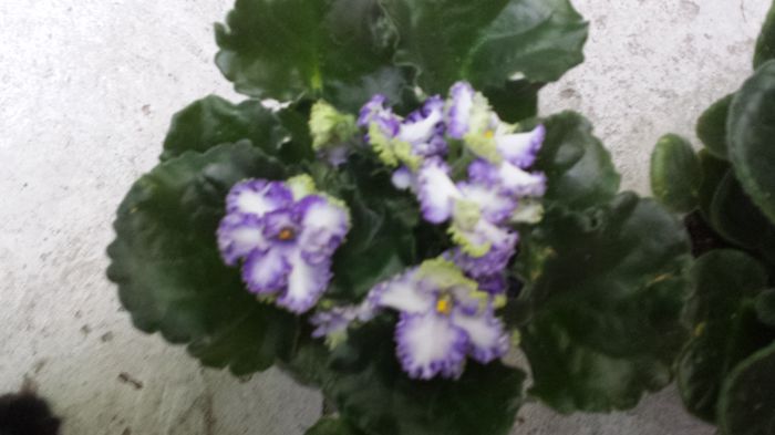 20150907_185000 - flori 2015