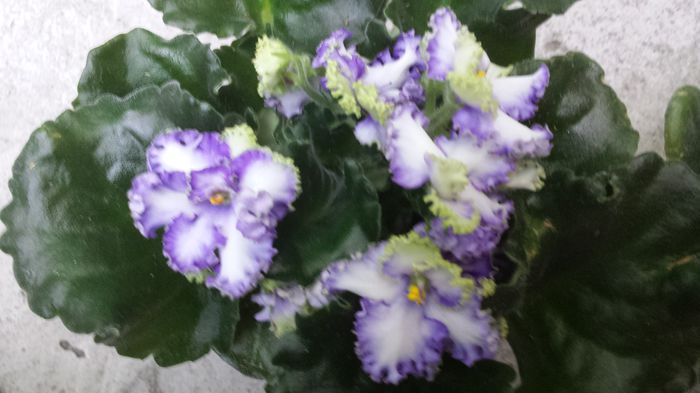 20150907_185004 - flori 2015