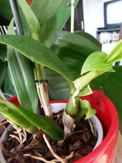 20150907_190247 - Dendrobium phanalenopsis