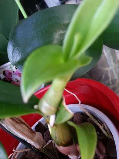 20150901_094605 - Dendrobium phanalenopsis