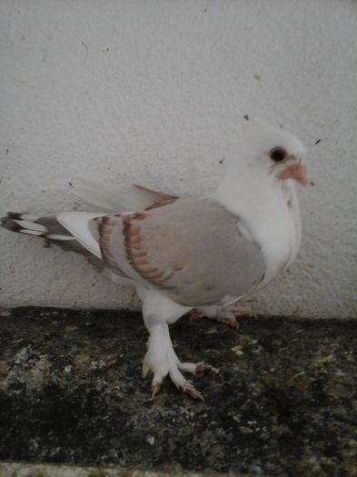 075vandut