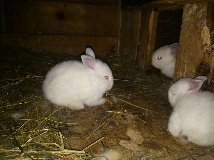 am mai crescut - cuib 17-08-2015