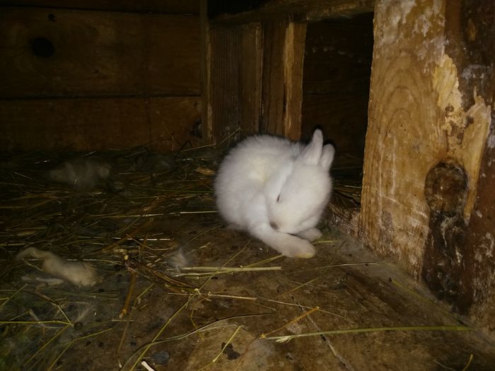 am mai crescut - cuib 17-08-2015