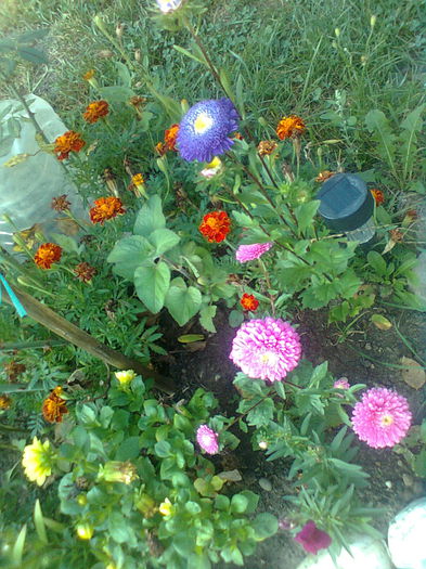  - PRIN GRADINA MEA 2015