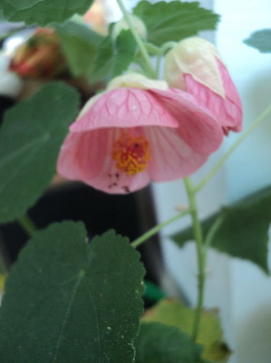 DSC08892 - Abutilon