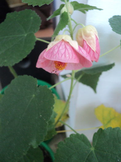 DSC08891 - Abutilon