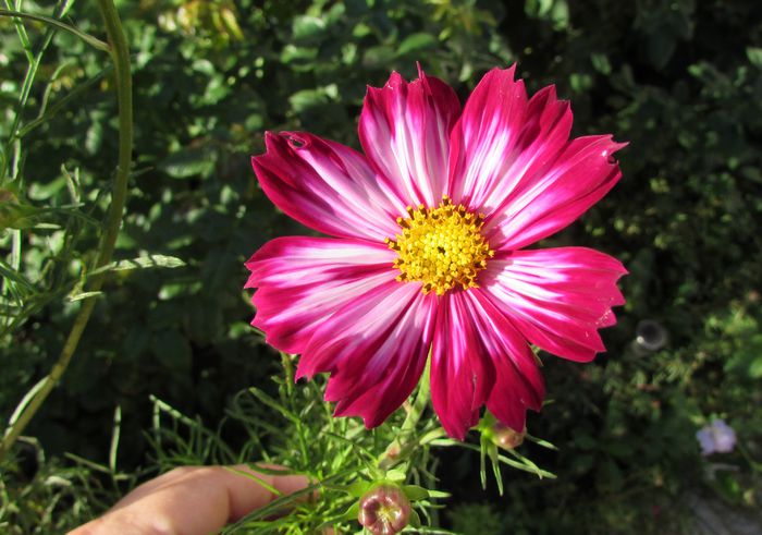 cosmos