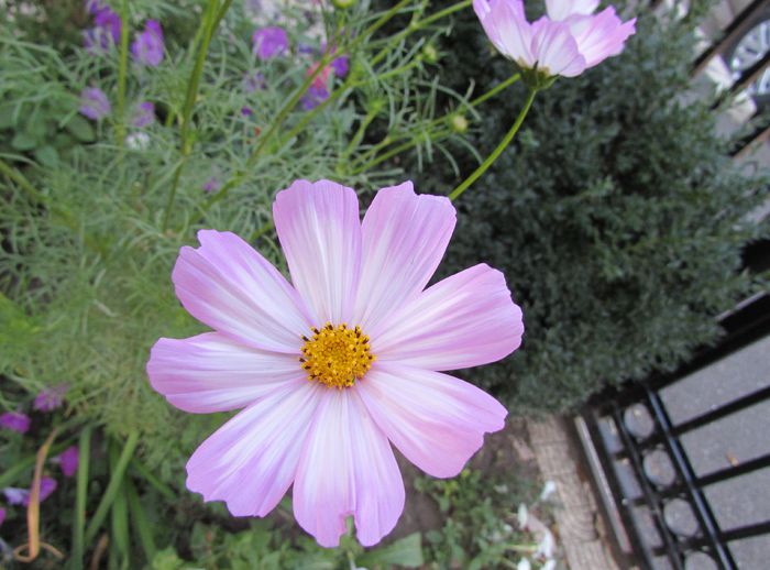 7 sept, cosmos