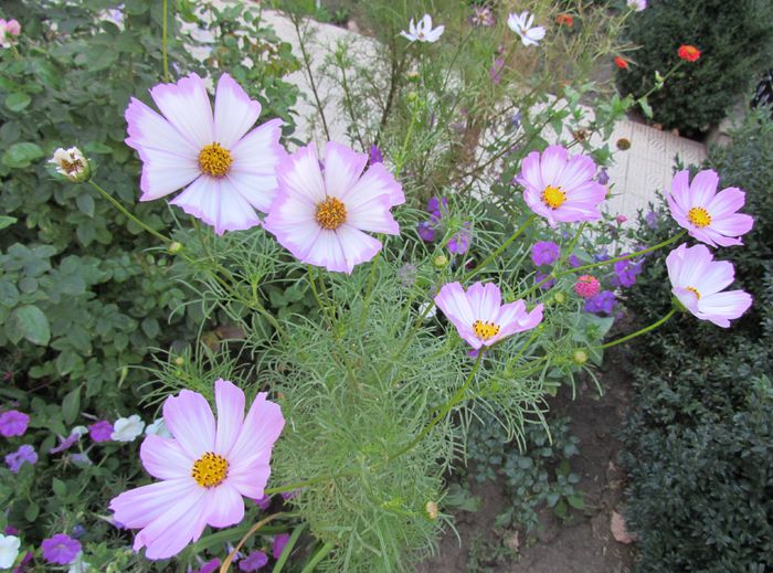 cosmos