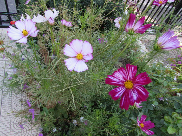 cosmos