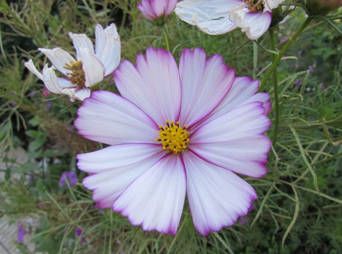 cosmos