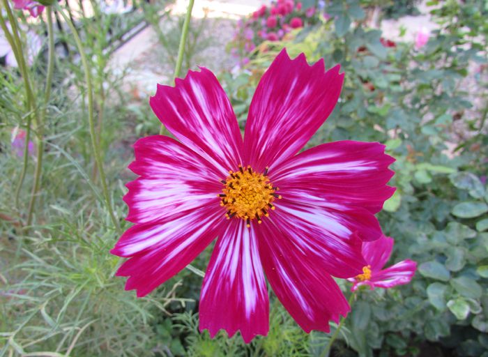 cosmos