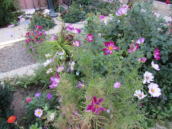 cosmos