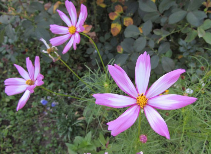 cosmos