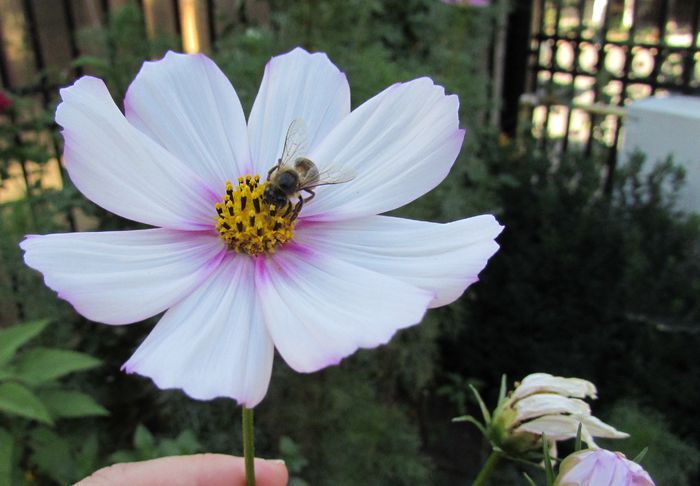 7 sept, cosmos