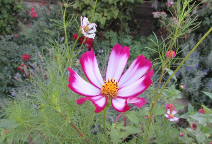 cosmos