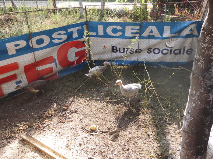 CIMG2297 - poze pentru Marius