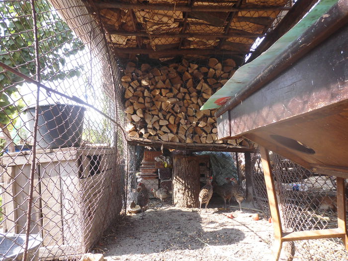 CIMG2302 - poze pentru Marius