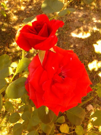 Fotografie0250 - AAAAA_R_TRANDAFIRI 2015_2017