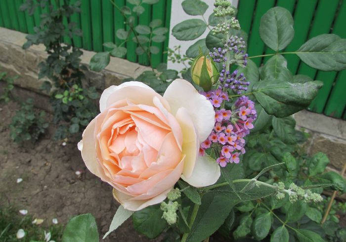 Jude the Obscure, budleja flower power