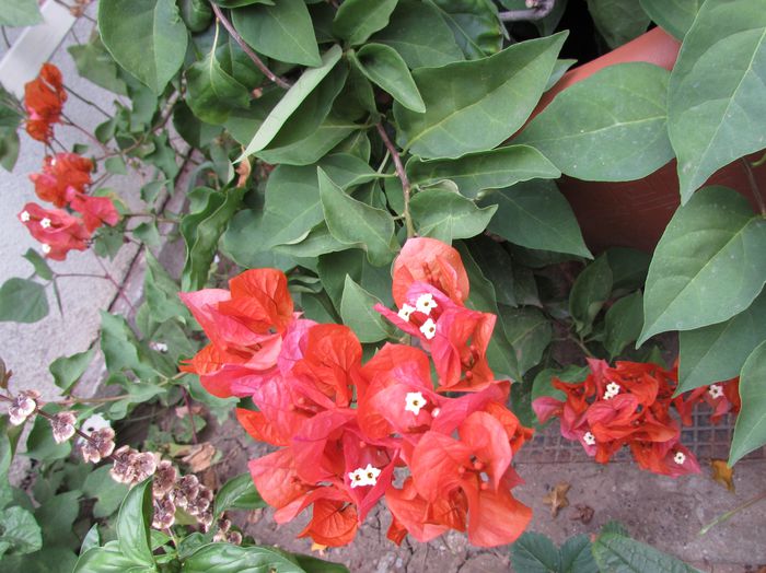 8 sept, bouganvillea orange