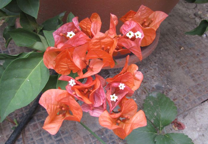 bouganvillea orange