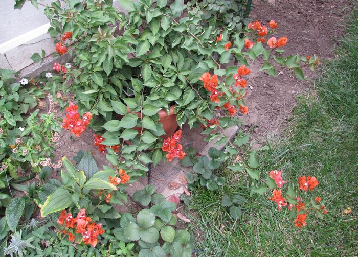 bouganvillea orange