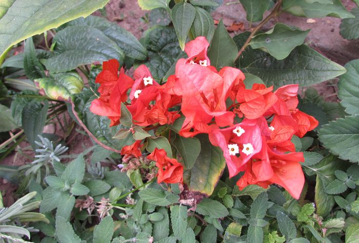 bouganvillea orange