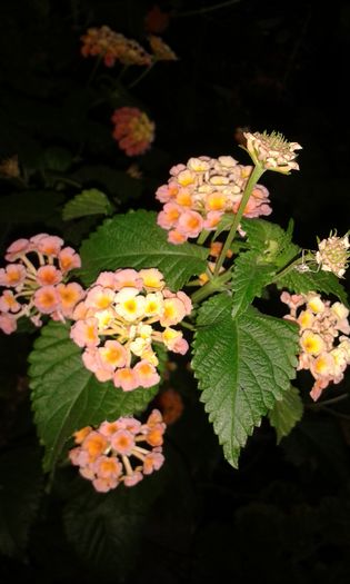 20150907_200035 - Evia
