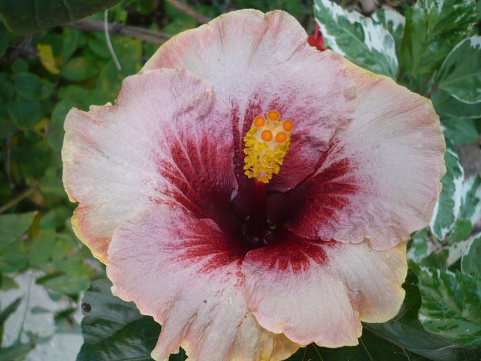 Plum Pizzazz