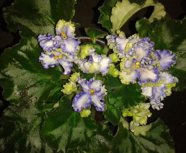 Optimara Ever Precious