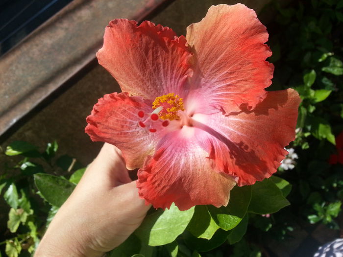 20150908_044222 - hibiscus