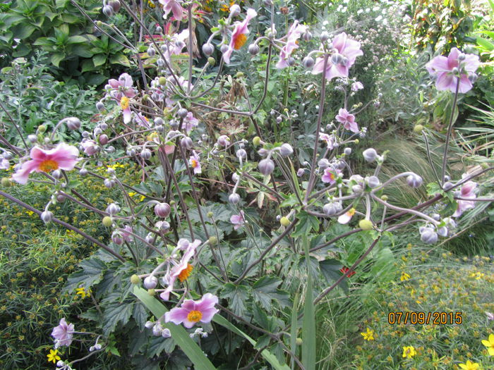 Anemone Hupehensis - Flori de gradina-2015Toamna
