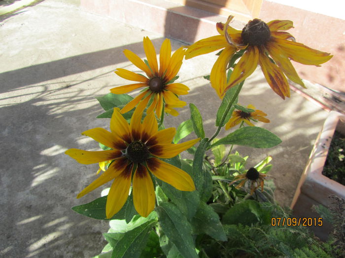 Rudbeckia