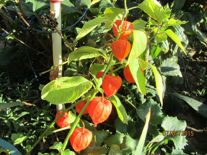 Physalis