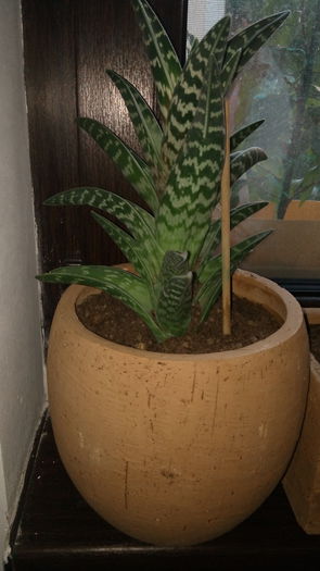 Aloe variegata