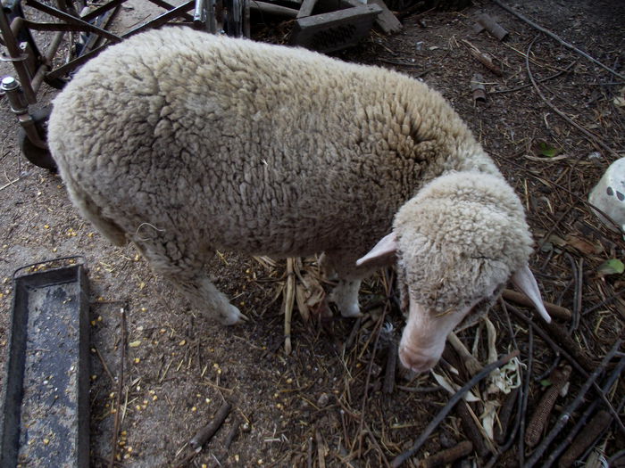 2015-08-09 15.02.54 lola (1)