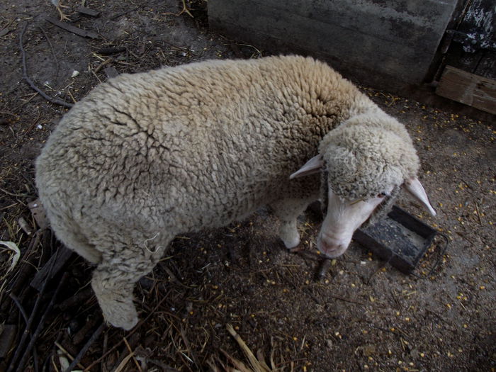 2015-08-09 15.02.54 lola (2)