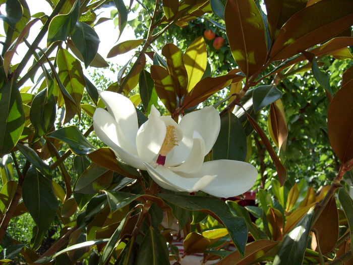 S7300036 - Magnolia GRANDIFLORA -evolutie 2009