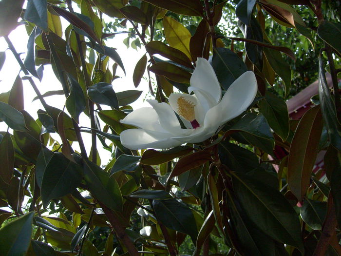 S7300020 - Magnolia GRANDIFLORA -evolutie 2009