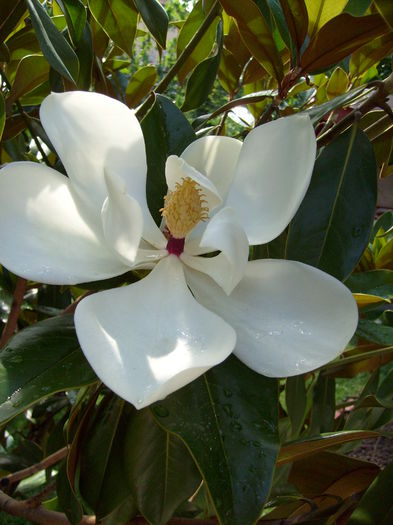 S7300017 - Magnolia GRANDIFLORA -evolutie 2009