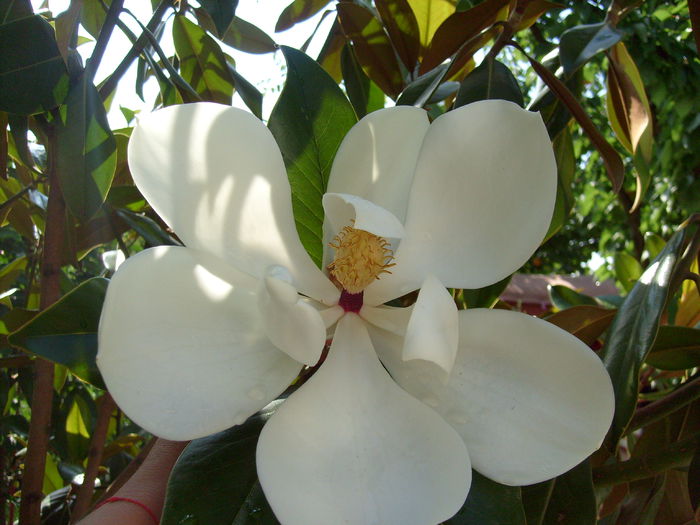 M grandiflora; floare foarte mare si foarte parfumata
