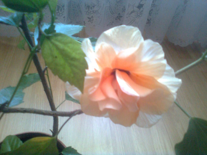 Hibi - clasic apricot - HIBISCUS 02