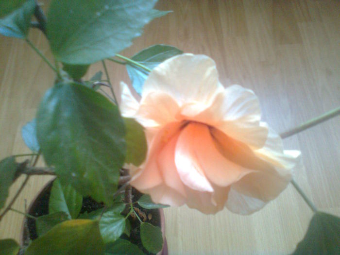 Hibi - clasic apricot - HIBISCUS 02