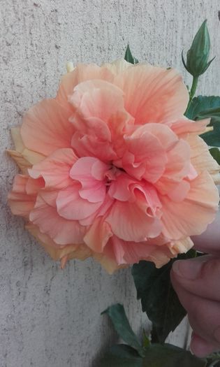 20150907_194001 - hibi 2015