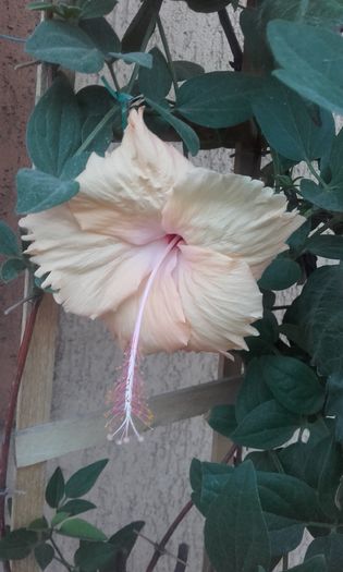 20150907_194015 - hibi 2015