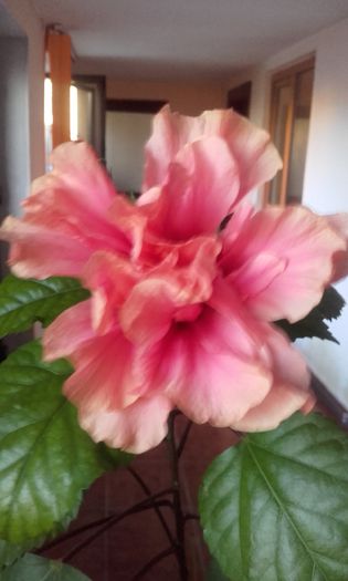 20150908_190140 - hibi 2015