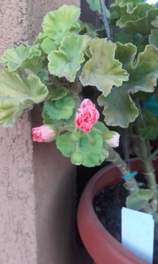 20150907_194048 - muscate 2015